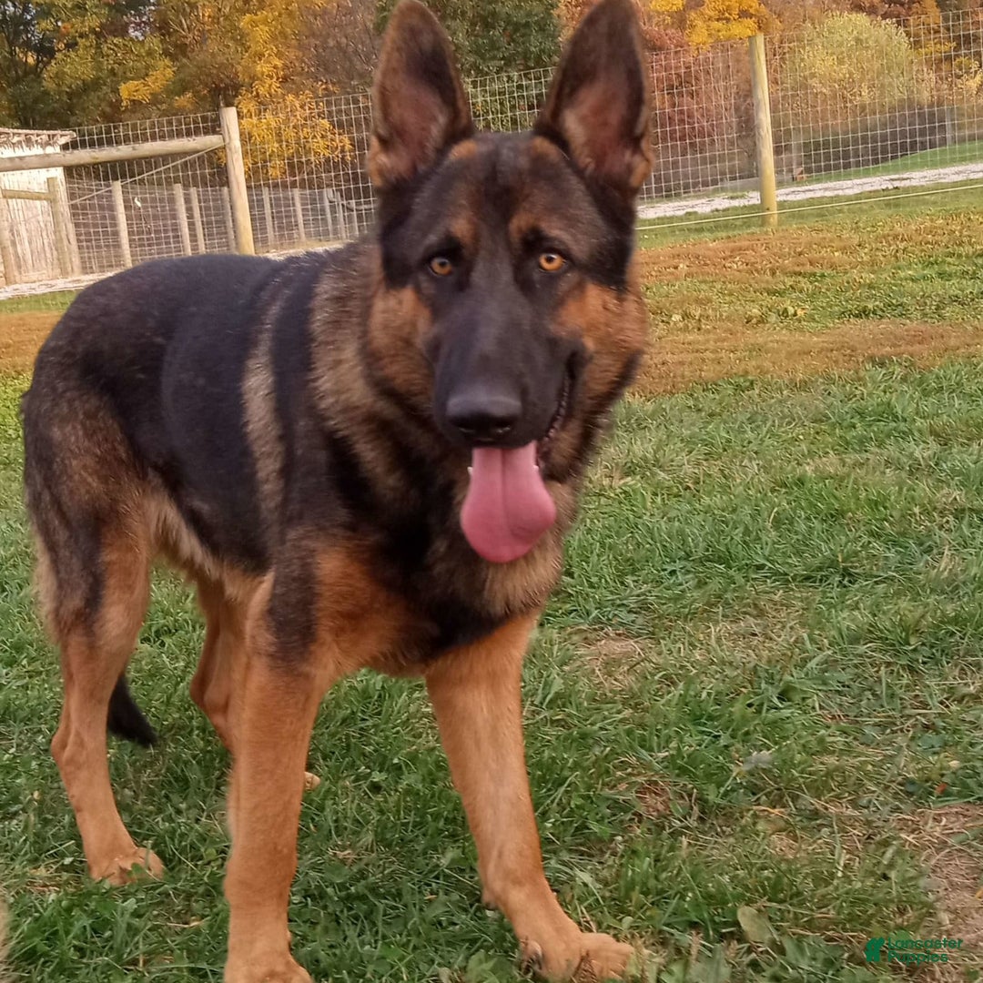 German Shepherd dogs for sale: Chase - Image 2