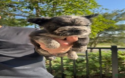 French Bulldog dogs for sale: Fluffy Big Rope Merle Baby Girl - Image 3