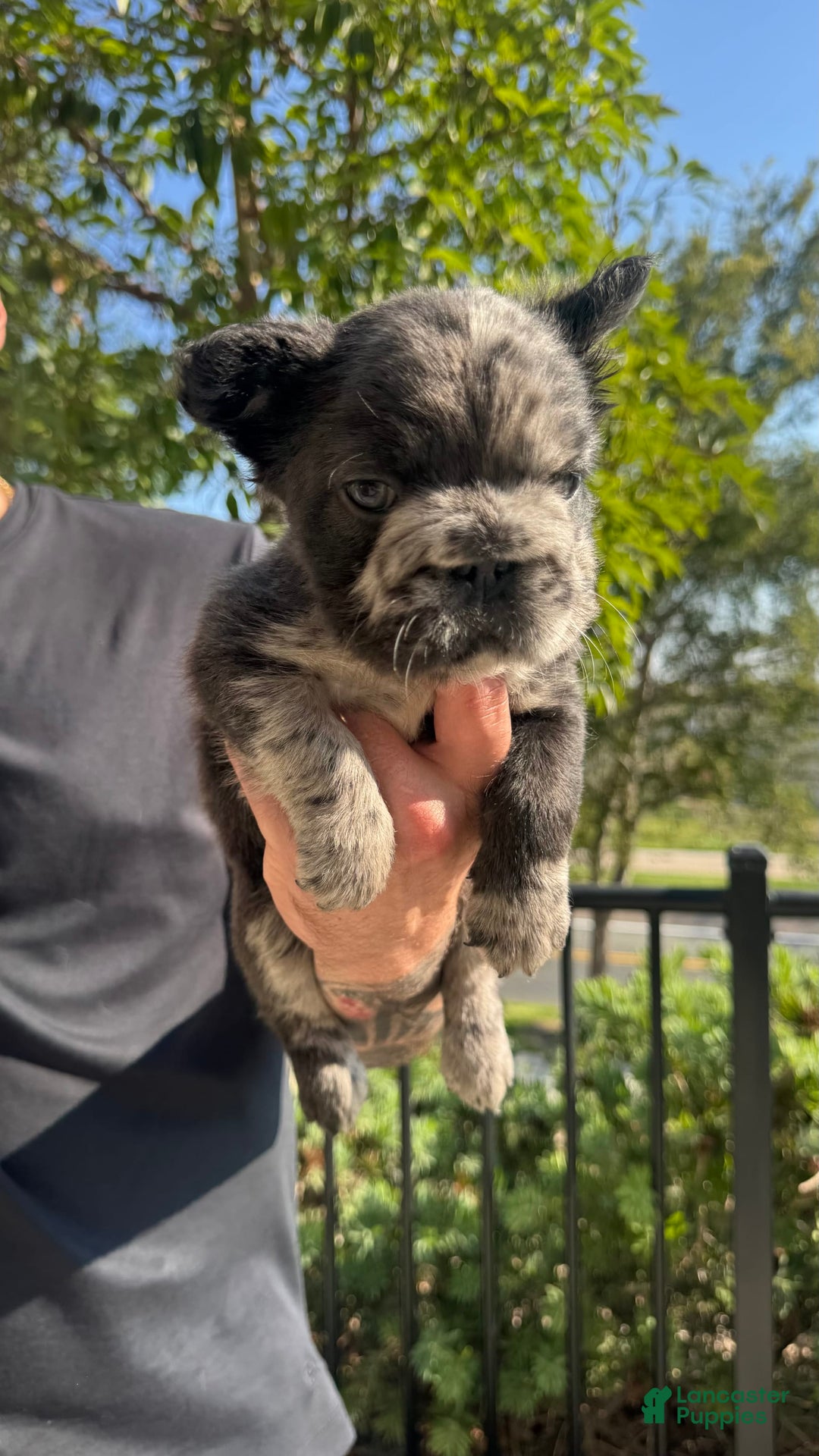 French Bulldog dogs for sale: Fluffy Big Rope Merle Baby Girl - Image 3