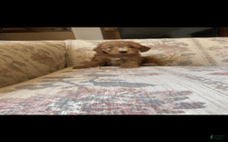 Toy Poodle dogs for sale: Boy B - Image 1