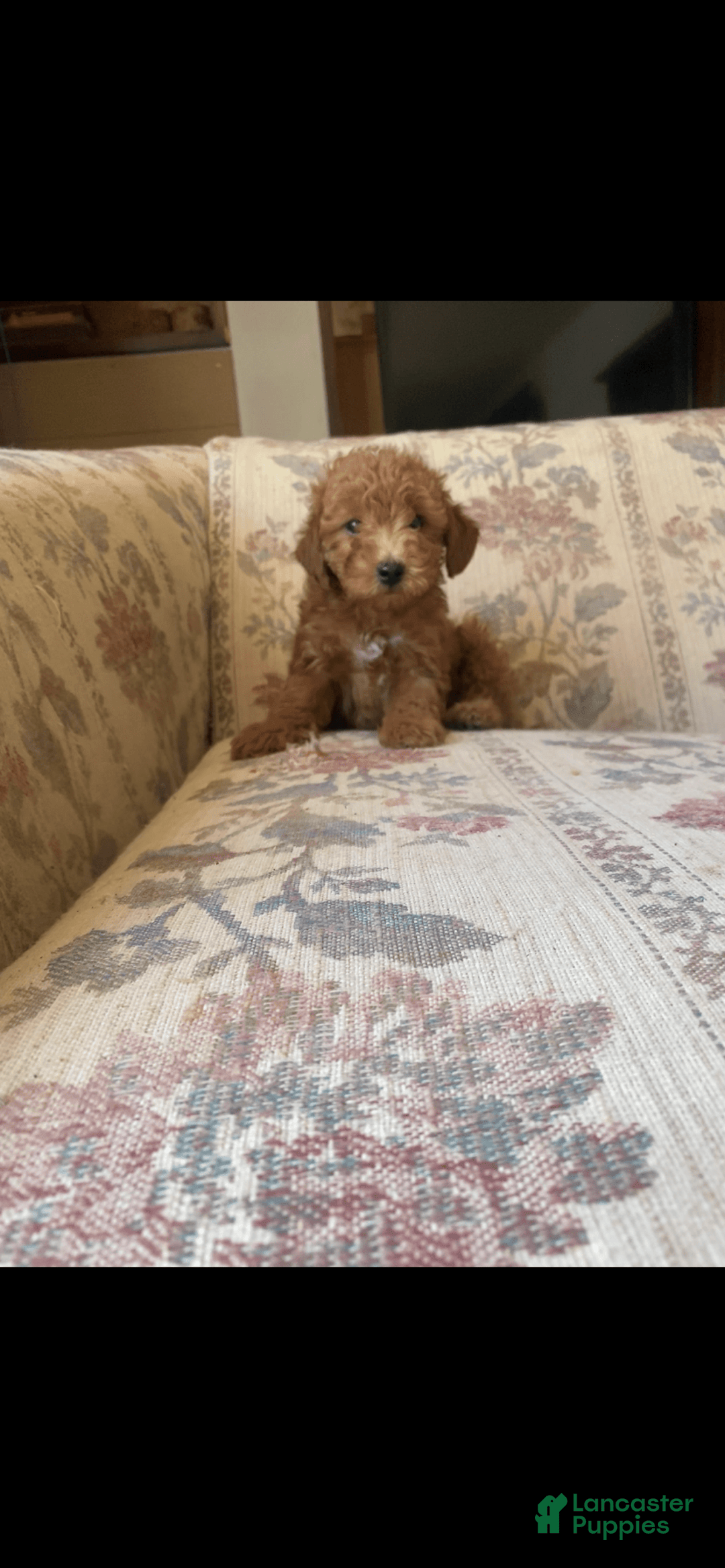 Toy Poodle dogs for sale: Boy B - Image 1
