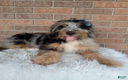 Mini Bernedoodle dogs for sale: River - Image 3