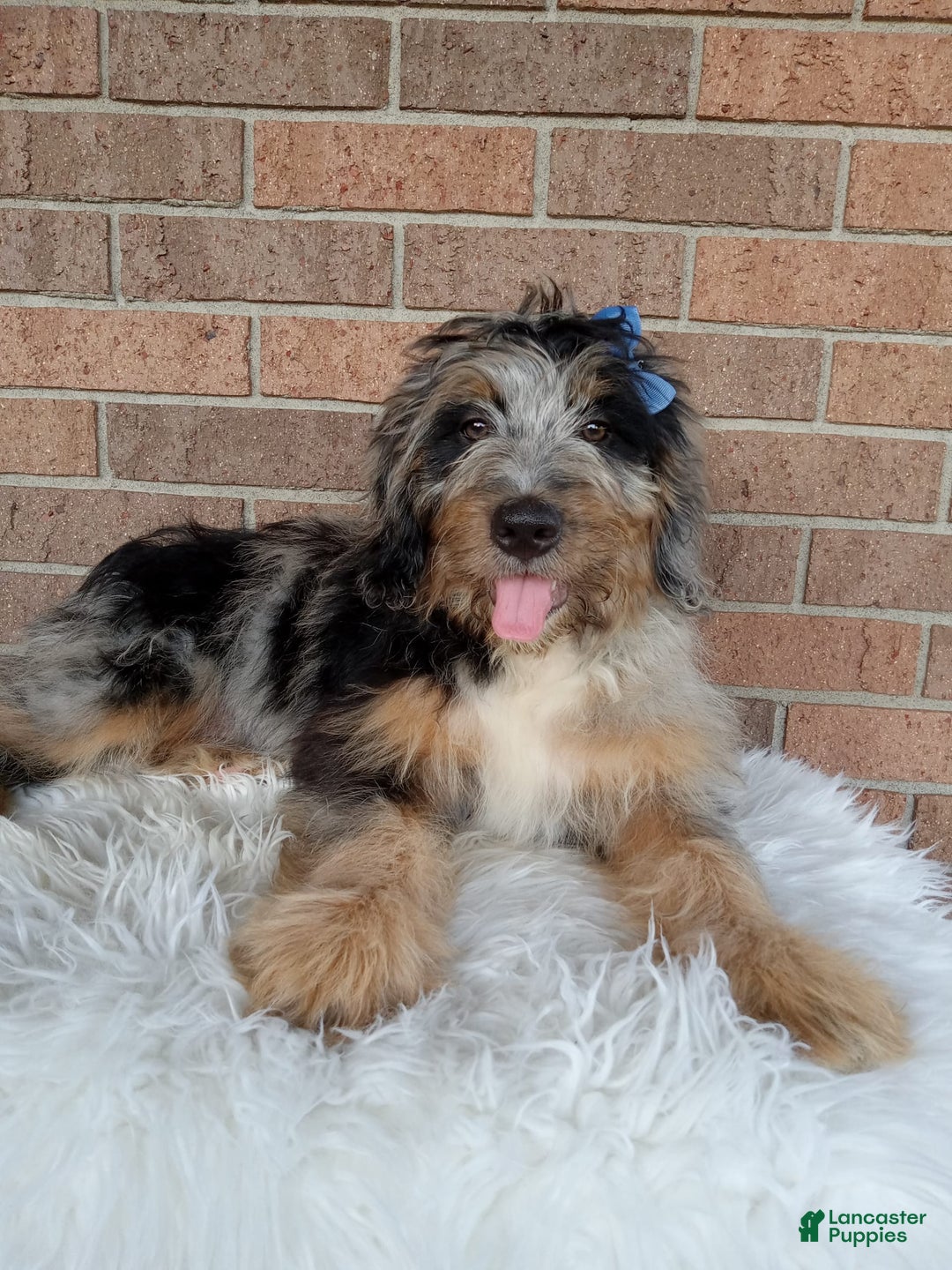 Mini Bernedoodle dogs for sale: River - Image 3