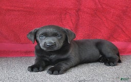Labrador Retriever dogs for sale: Renee - Image 4