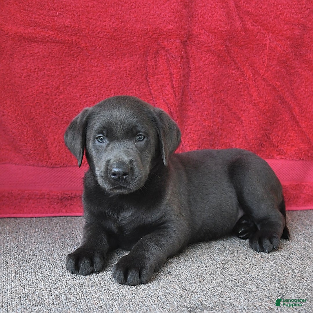 Labrador Retriever dogs for sale: Renee - Image 4