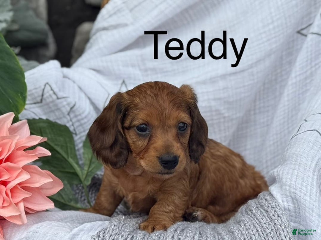 Miniature Dachshund dogs for sale: Teddy - Image 5