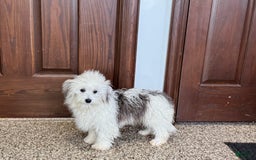 Coton De Tulear dogs for sale: Romeo - Image 1
