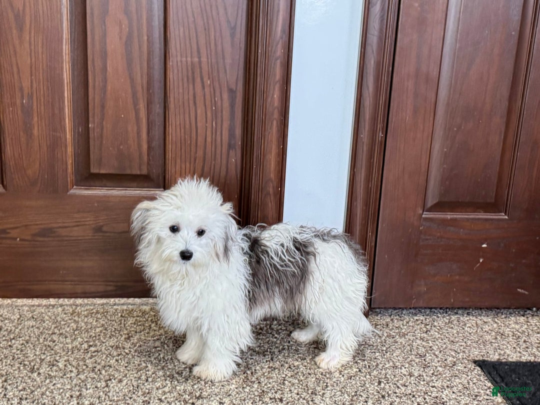 Coton De Tulear dogs for sale: Romeo - Image 1