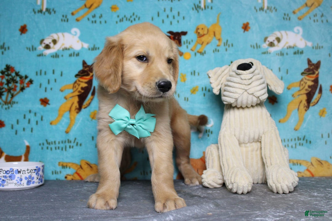 Golden Retriever dogs for sale: Sammy - Image 13