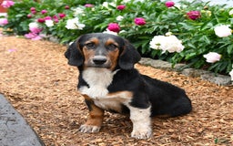 Basset Hound dogs for sale: Benny - Image 7