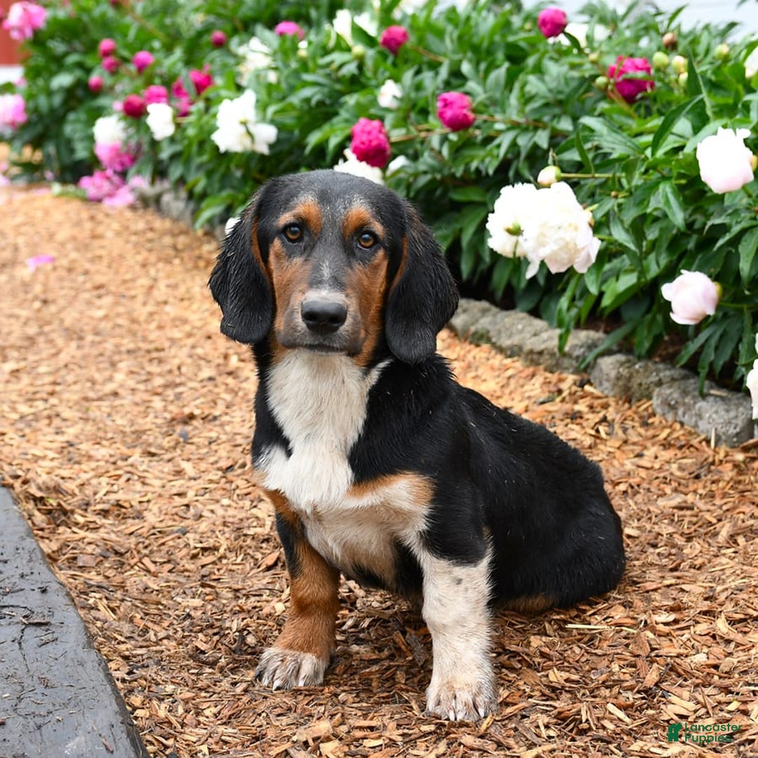 Basset Hound dogs for sale: Benny - Image 7