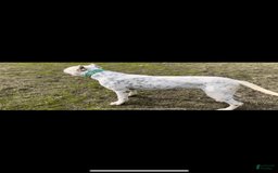 Dogo Argentino dogs for sale: Ninah - Image 4