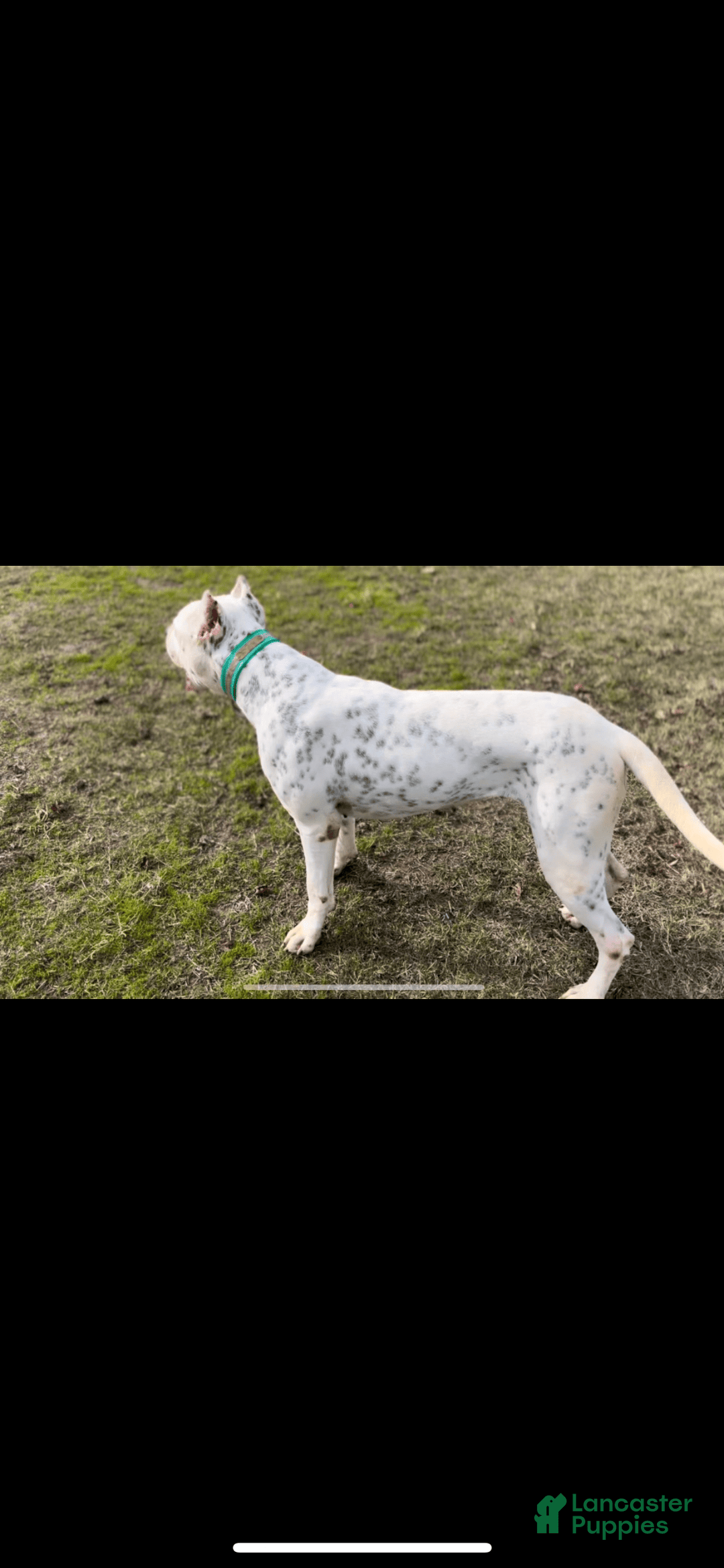 Dogo Argentino dogs for sale: Ninah - Image 4