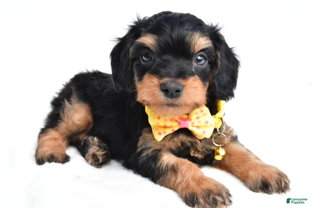 Cavapoo dogs for sale: Blaze - Image 6