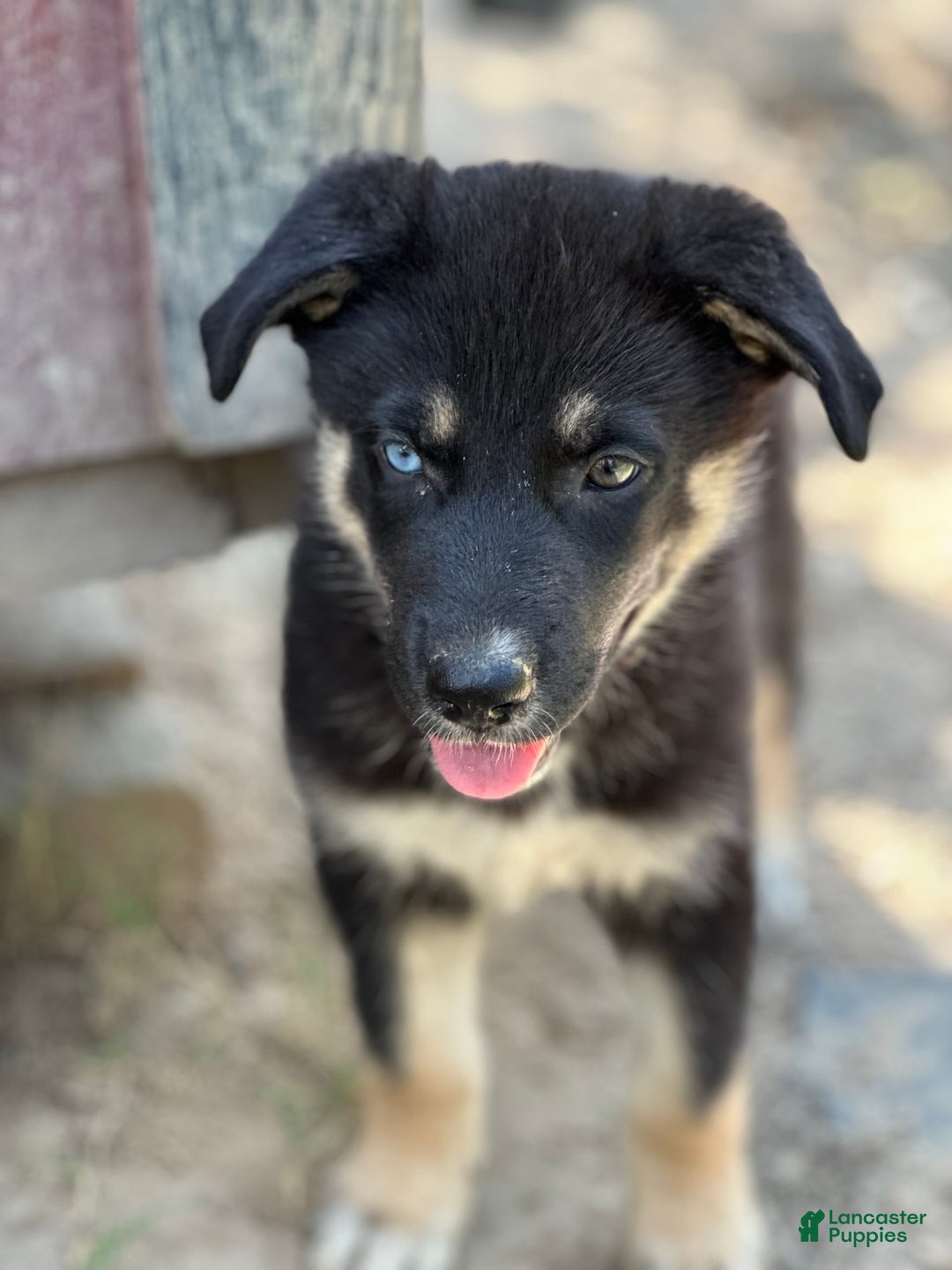 Gerberian Shepsky dogs for sale: Prim - Image 2