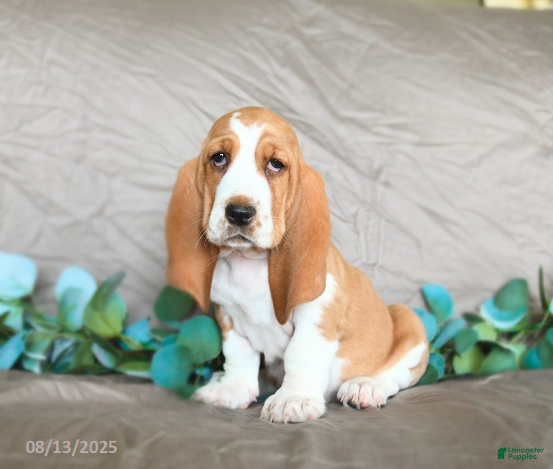 Basset Hound dogs for sale: Sarie - Image 2