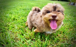 Havapoo dogs for sale: Domino - Image 2