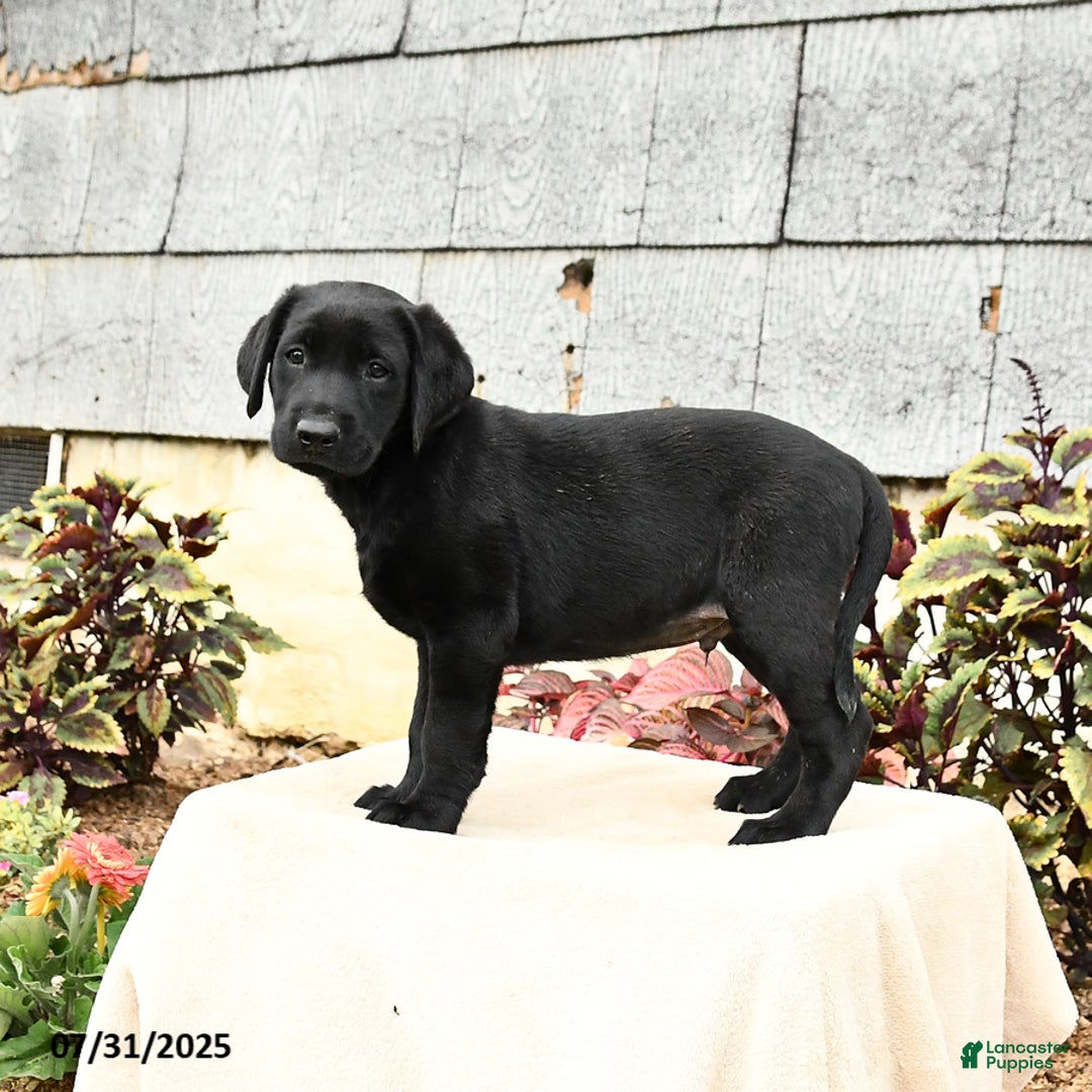 Labrador Retriever dogs for sale: Maverick - Image 2