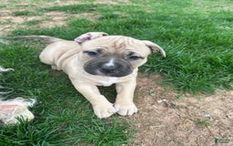 American Pit Bull Terrier dogs for sale: Jubilee - Image 2