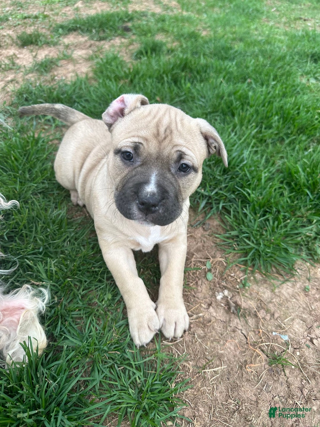 American Pit Bull Terrier dogs for sale: Jubilee - Image 2
