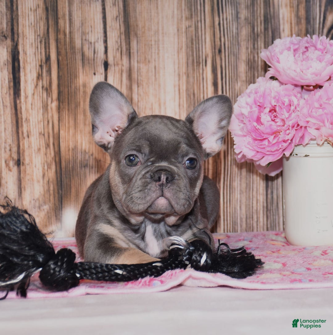 French Bulldog dogs for sale: Gemma - Image 4