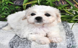 Cavachon dogs for sale: Millie - Image 3
