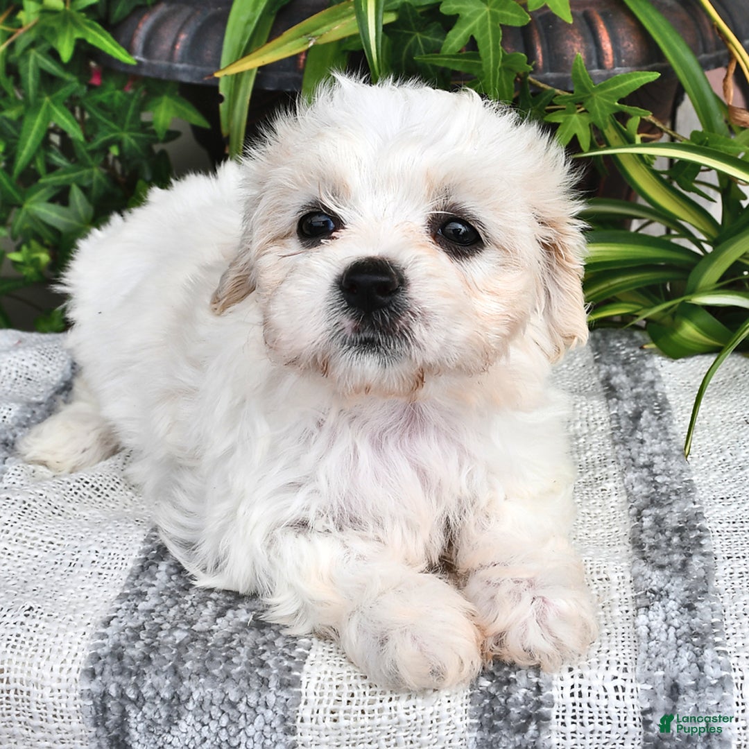 Cavachon dogs for sale: Millie - Image 3