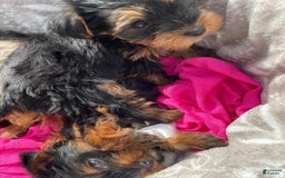 Yorkshire Terrier dogs for sale: Dora - Image 2