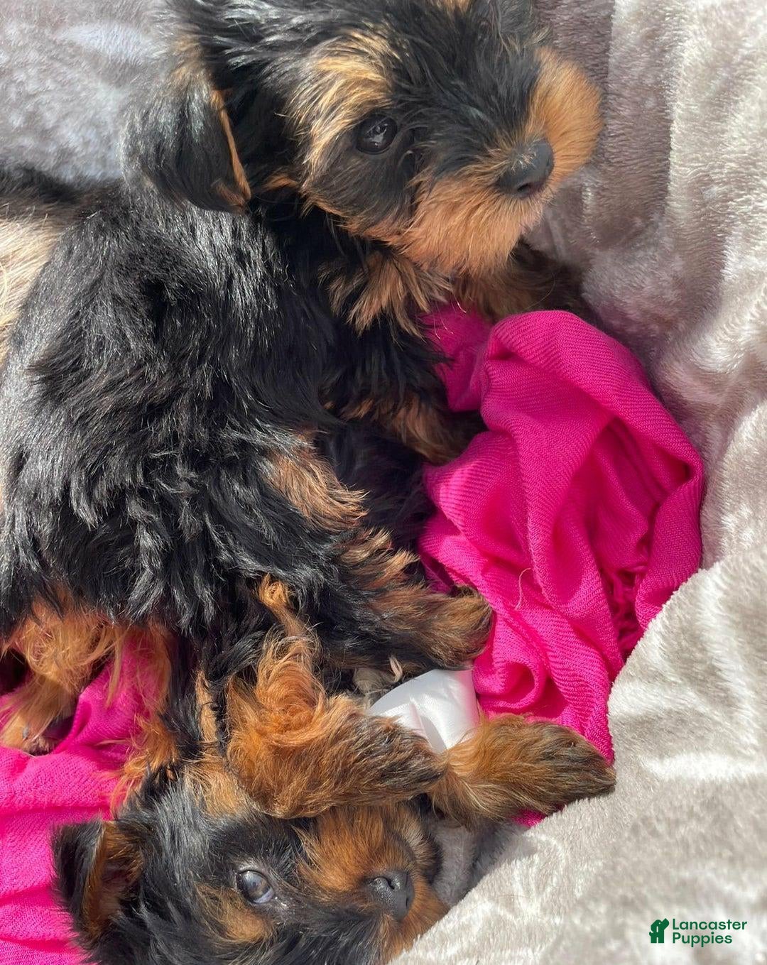 Yorkshire Terrier dogs for sale: Dora - Image 2