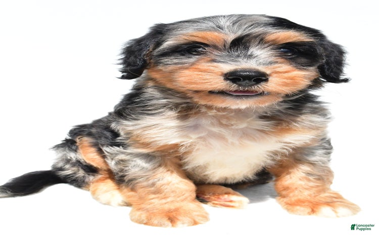 Mini Bernedoodle dogs for sale - Ad 1