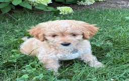 Miniature Golden Retriever dogs for sale: Cody - Image 1