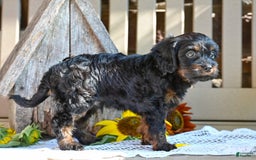 Cavapoo dogs for sale: Ronnie - Image 6
