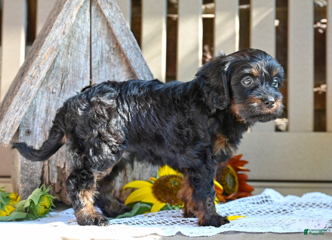 Cavapoo dogs for sale: Ronnie - Image 6