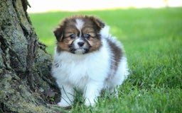 Papillon dogs for sale: Rome - Image 26