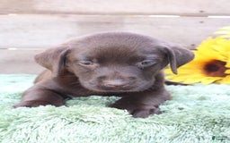 Labrador Retriever dogs for sale: Benny - Image 5