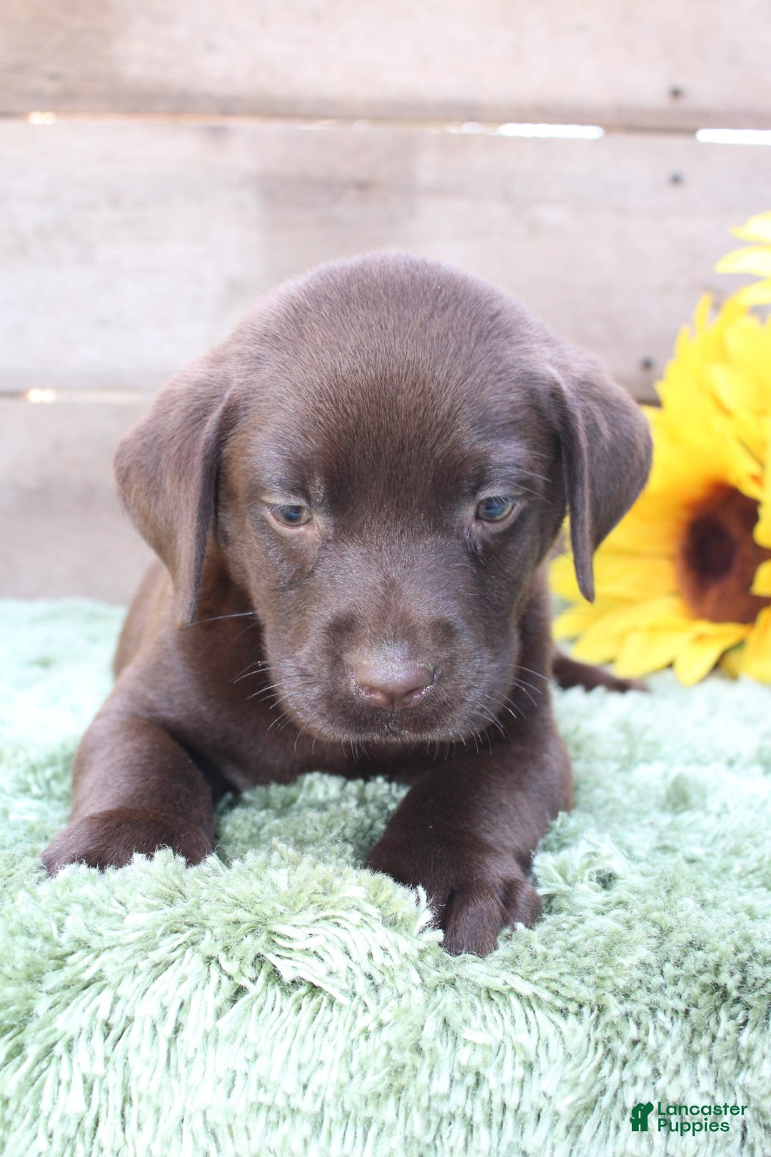 Labrador Retriever dogs for sale: Benny - Image 5