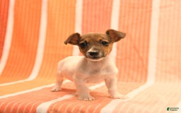 Jack Russell Terrier dogs for sale: Nick - Image 3