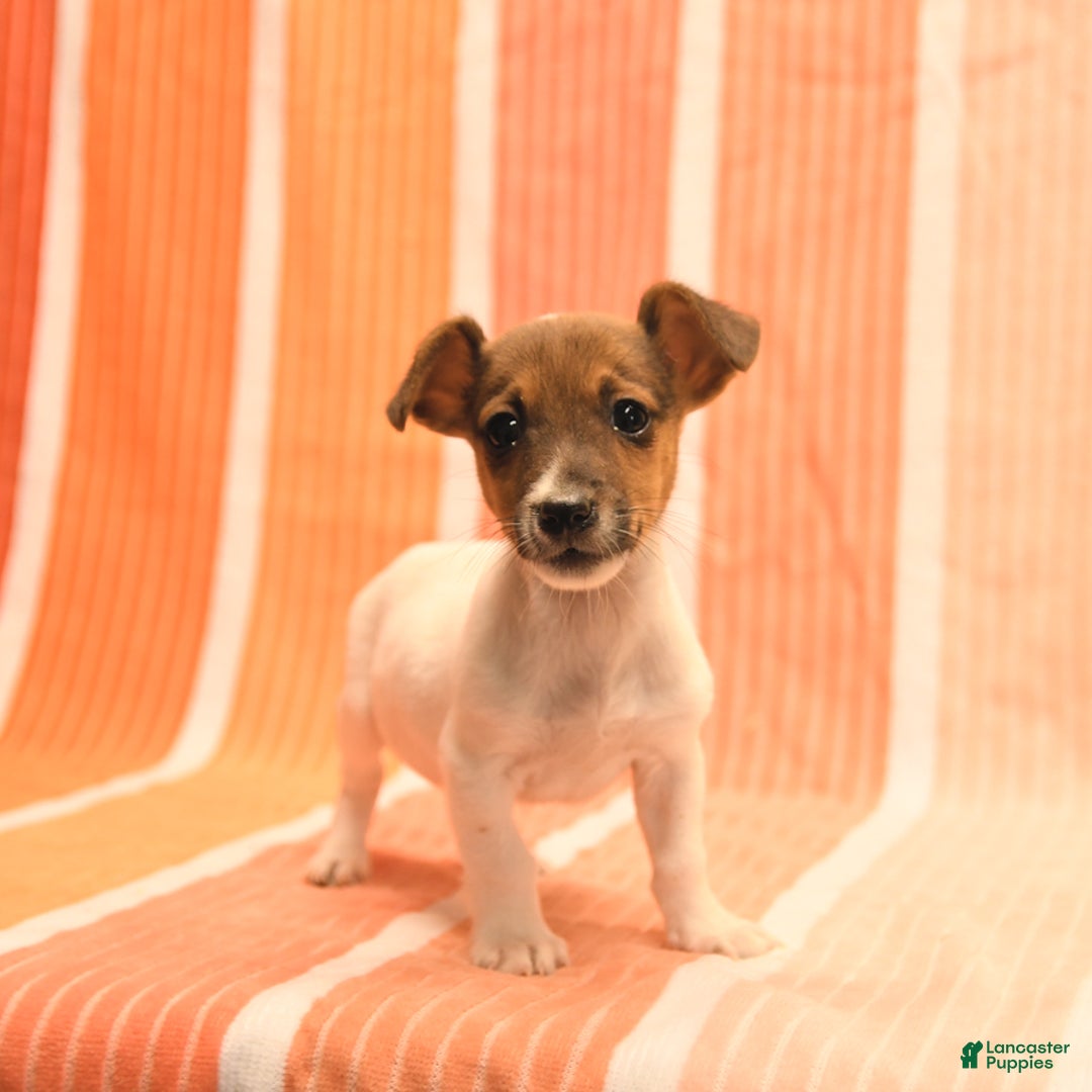 Jack Russell Terrier dogs for sale: Nick - Image 3