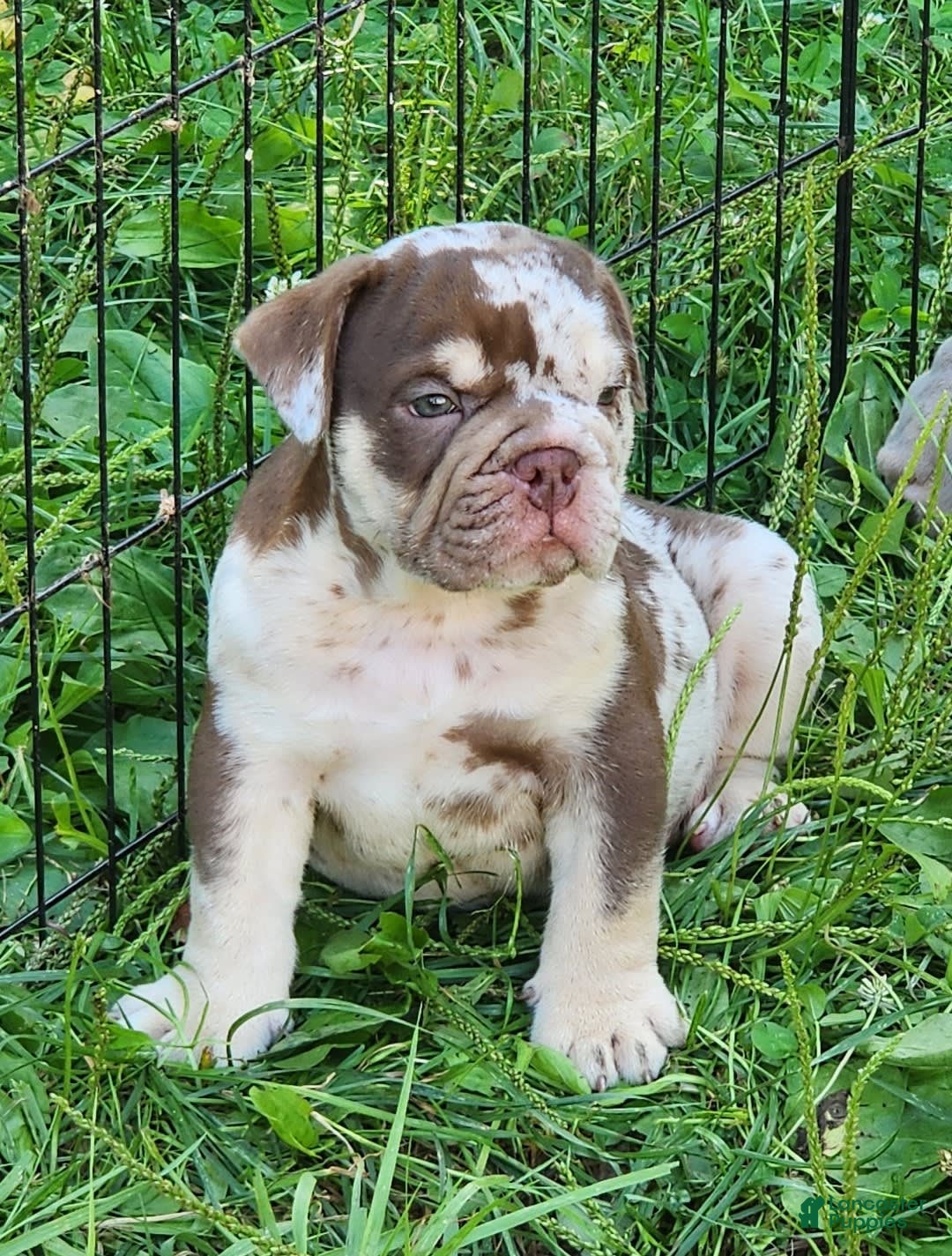 English Bulldog dogs for sale: Rocky - Image 8