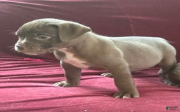 American Bully dogs for sale: Moe - Image 14