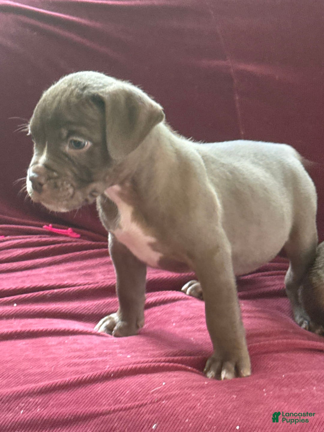 American Bully dogs for sale: Moe - Image 14