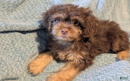 Shihpoo dogs for sale: Mellow - Image 1