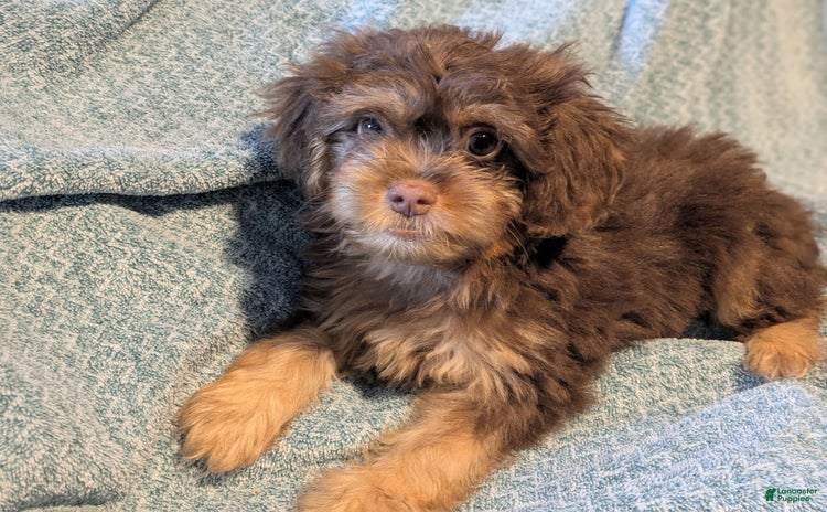 Shihpoo dogs for sale - Ad 1