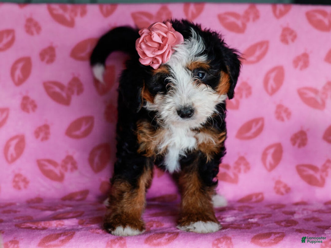 Mini Bernedoodle dogs for sale: Madelyn - Image 7