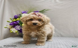 Maltipoo dogs for sale: Sunrise - Image 3
