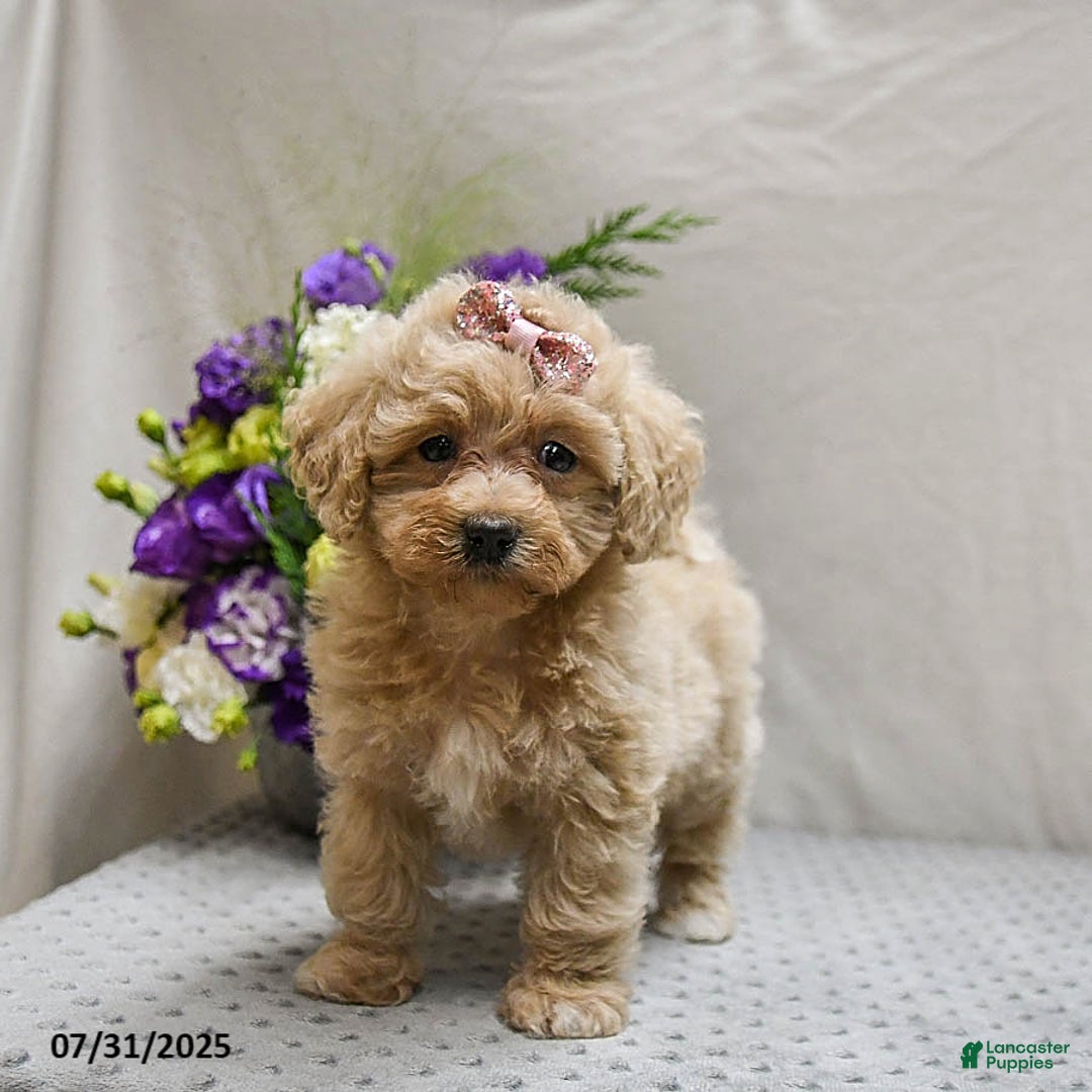 Maltipoo dogs for sale: Sunrise - Image 3