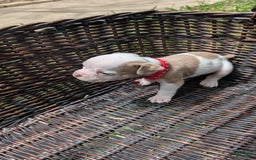 Olde English Bulldogge dogs for sale: Puck - Image 4