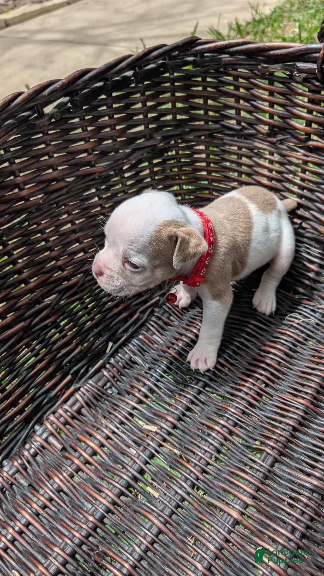 Olde English Bulldogge dogs for sale: Puck - Image 4