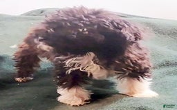 Cavapoo dogs for sale: Tammy - Image 10