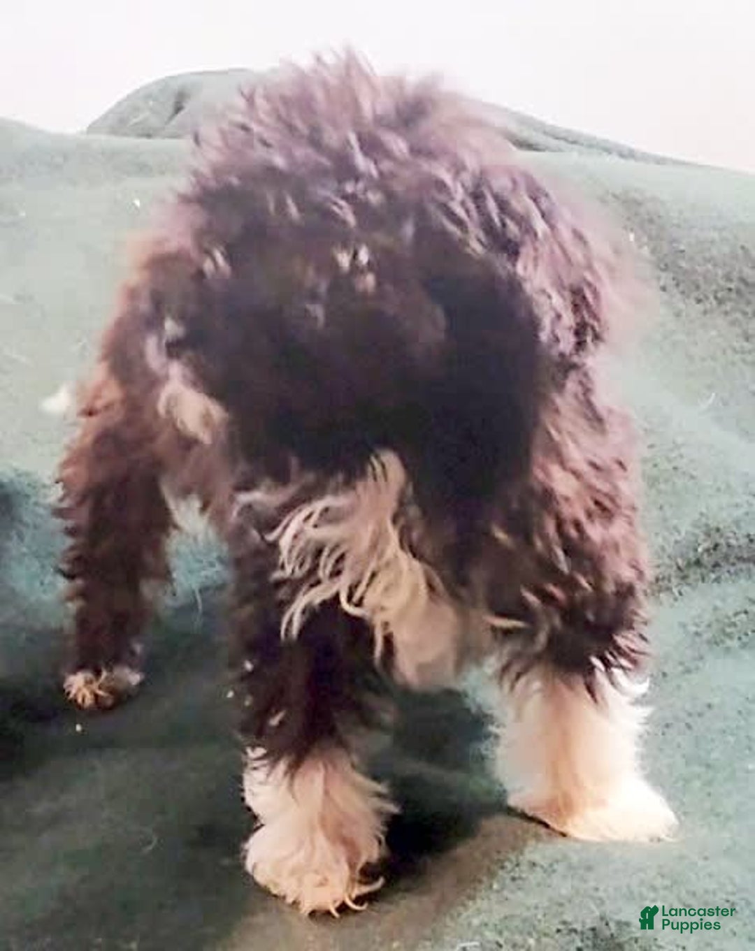 Cavapoo dogs for sale: Tammy - Image 10
